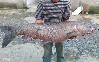 青鱼视频国产,青鱼视频引领国产短视频新潮流