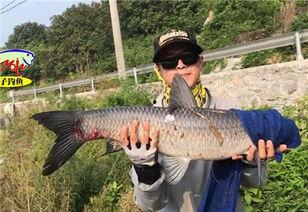 青鱼视频国产,青鱼视频引领国产短视频新潮流